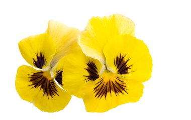 Beyaz arkaplanda izole edilmiş hanım evlatları