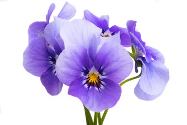 Beyaz arkaplanda izole edilmiş hanım evlatları