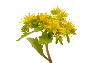 Taşrop beyaz arkaplanda izole edildi