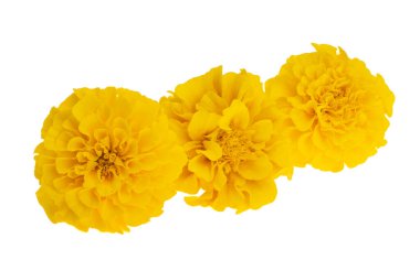 Beyaz arka plan üzerinde izole sarı marigolds