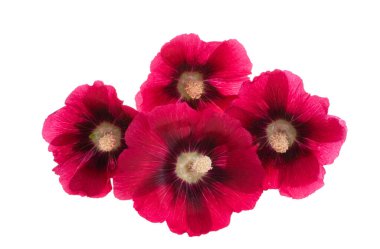 Beyaz arka plan üzerinde izole ebegümeci çiçeği