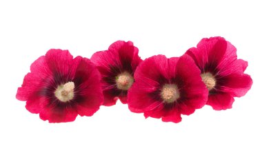 Beyaz arka plan üzerinde izole ebegümeci çiçeği