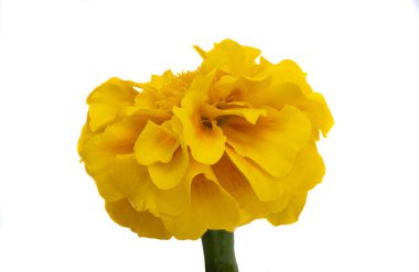 Beyaz arka plan üzerinde izole sarı marigolds