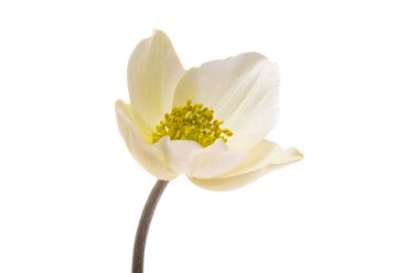 beyaz arkaplanda karadelik çiçekleri