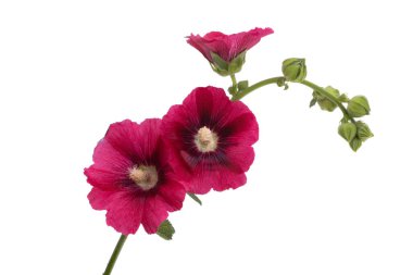 Beyaz arka plan üzerinde izole ebegümeci çiçeği