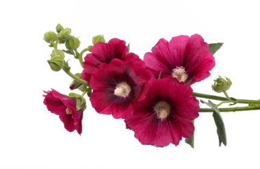 Beyaz arka plan üzerinde izole ebegümeci çiçeği