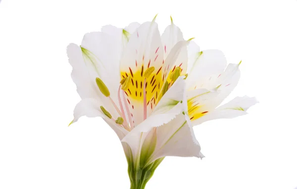 Alstroemeria Flower Isolated White Background — Stock Photo, Image