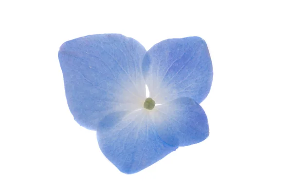 Niebieska Hortensja Kwiat Białym Tle — Zdjęcie stockowe
