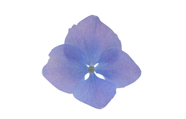 Blauwe Hortensia Bloem Geïsoleerd Witte Achtergrond — Stockfoto