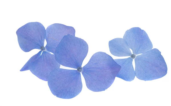 孤立在白色背景上的蓝色绣球花 — 图库照片