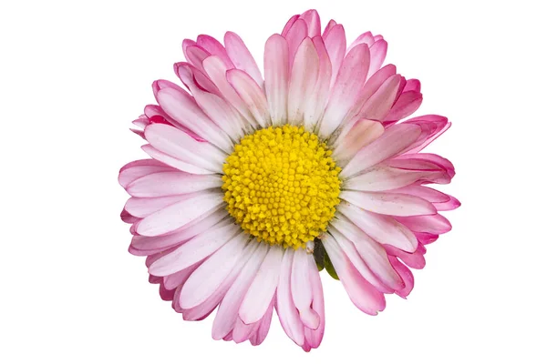 白色背景的菊花 — 图库照片