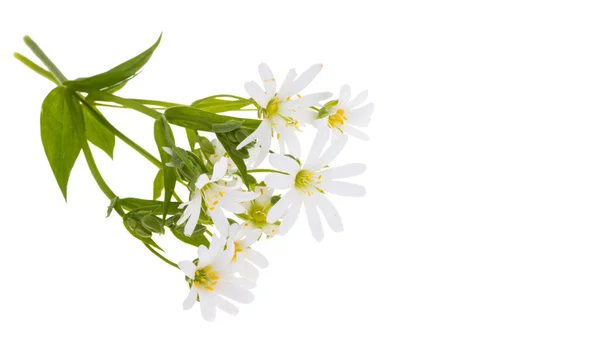 Blommor Starflower Lanceolate Isolerad Vit Bakgrund — Stockfoto