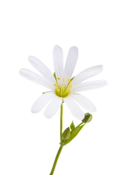 花茎葉は白い背景に孤立した披針形です — ストック写真