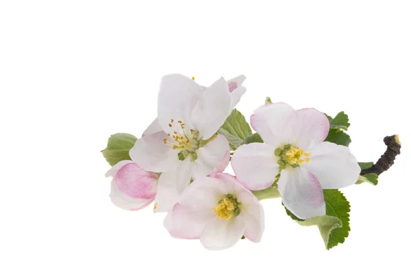 Äpple Träd Blommor Isolerad Vit Bakgrund — Stockfoto