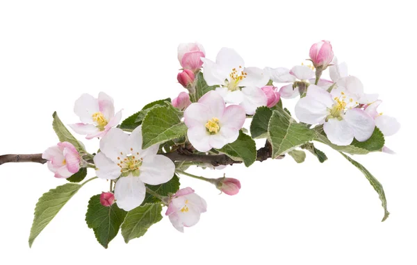 Macieira Flores Árvore Isolado Fundo Branco — Fotografia de Stock