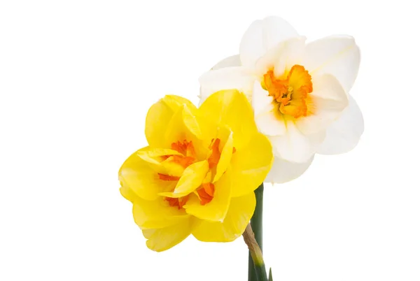 Narcissus Flower Isolated White Background — Stock Photo, Image