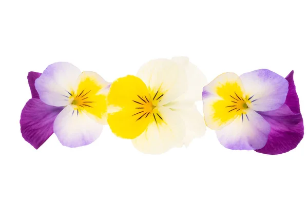 Pansies Isolées Sur Fond Blanc — Photo