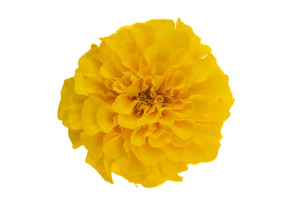 Gele Tagetes Geïsoleerd Witte Achtergrond — Stockfoto