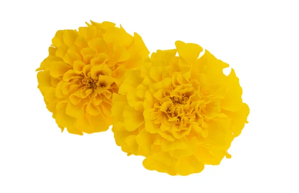 Gele Tagetes Geïsoleerd Witte Achtergrond — Stockfoto