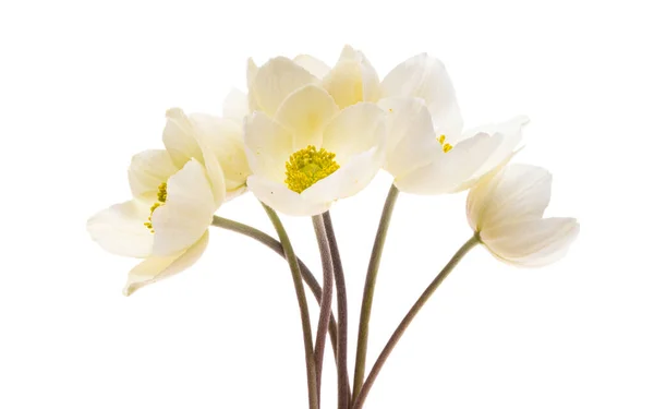 白い背景に孤立したヘレボアの花 — ストック写真