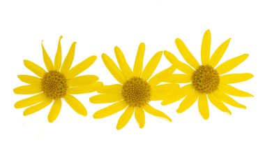 Beyaz arkaplanda izole edilmiş sarı çayır çiçeği