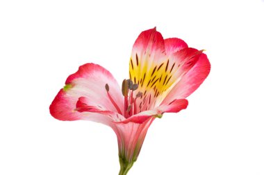 Beyaz arkaplanda yalıtılmış alstroemeria çiçeği
