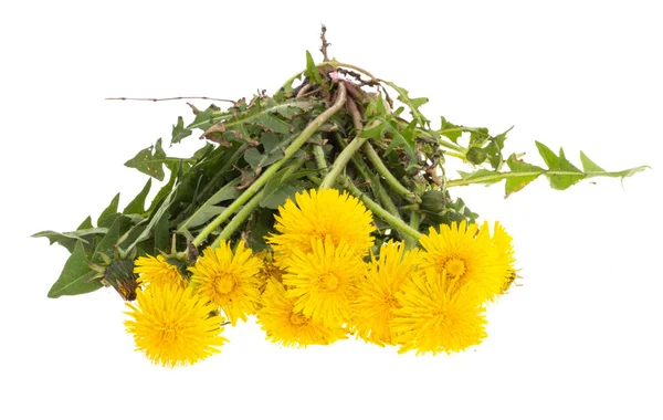 Dandelions Isolated White Background — Stock Photo, Image