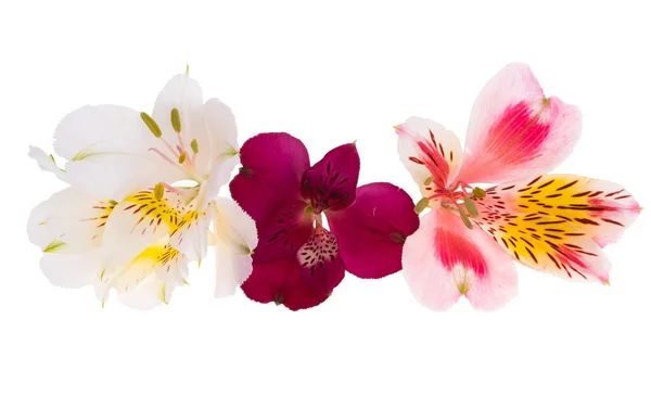 Цветок Альстромерии Изолирован Белом Фоне — стоковое фото