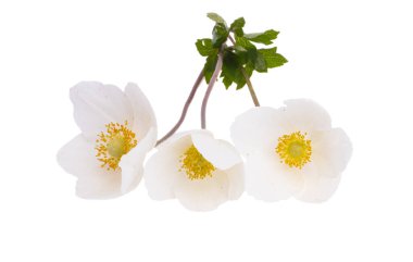 Beyaz arka planda izole edilmiş güzel beyaz karacaot çiçekleri.