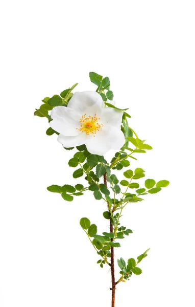 Biała Dzika Róża Izolowana Białym Tle — Zdjęcie stockowe