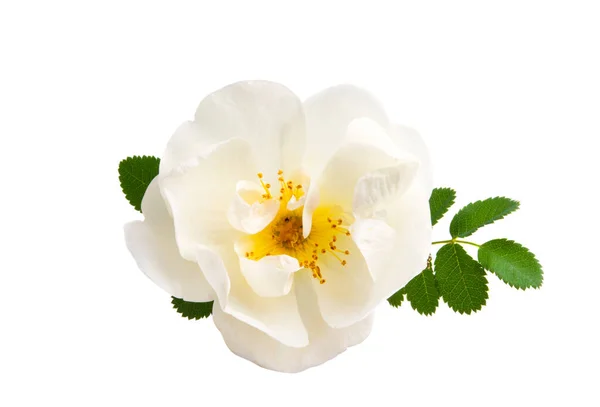 Rose Sauvage Blanche Isolée Sur Fond Blanc — Photo