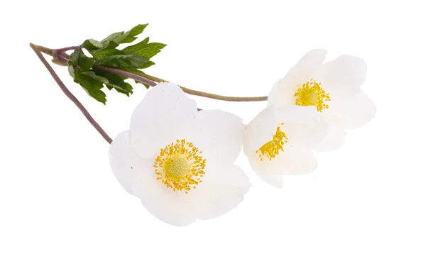 Beautiful White Hellebore Flowers Isolated White Background — 스톡 사진