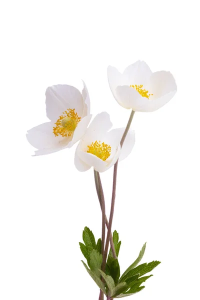 Beautiful White Hellebore Flowers Isolated White Background — Stockfoto