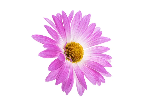 在白色背景上分离的菊花 — 图库照片