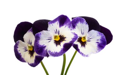 Beyaz arkaplanda izole edilmiş hanım evlatları