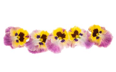 Beyaz arkaplanda izole edilmiş hanım evlatları