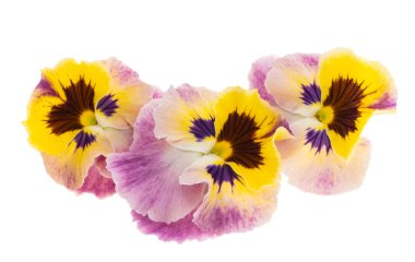 Beyaz arkaplanda izole edilmiş hanım evlatları