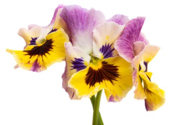 Beyaz arkaplanda izole edilmiş hanım evlatları