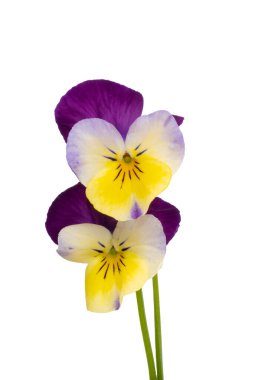 Beyaz arkaplanda izole edilmiş hanım evlatları