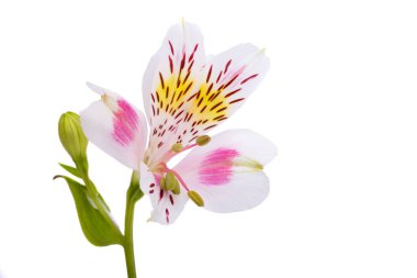 Beyaz arka plan üzerinde izole alstroemeria