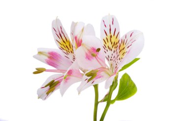 Beyaz arka plan üzerinde izole alstroemeria