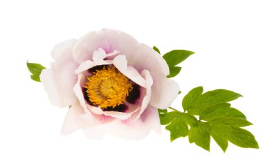 beyaz arkaplanda yalıtılmış şakayık çiçeği