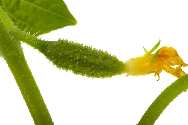 Cucumber Seedling Isolated White Background — Stock Photo, Image
