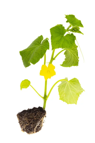 Plántulas Pepino Aisladas Sobre Fondo Blanco —  Fotos de Stock