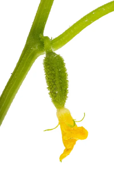 Mudas Pepino Isolado Fundo Branco — Fotografia de Stock