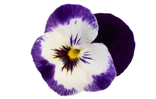 Pansies Isolado Fundo Branco — Fotografia de Stock