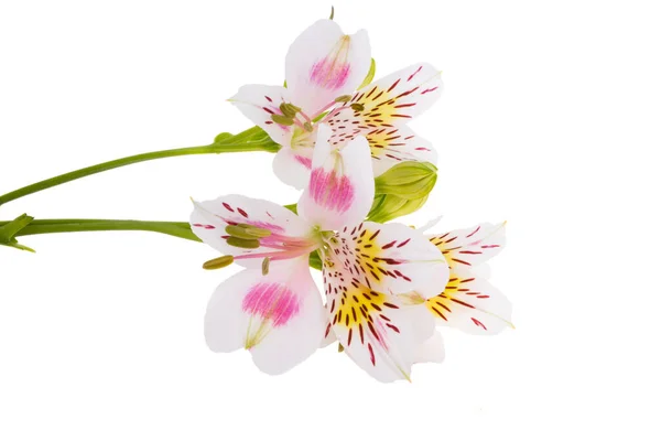 Alstroemeria Geïsoleerd Witte Achtergrond — Stockfoto