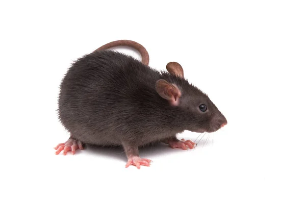 Rat Geïsoleerd Witte Achtergrond — Stockfoto