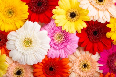background of beautiful multicolored gerbera