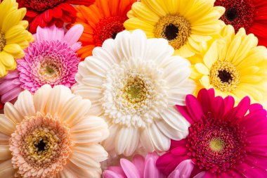 Çok renkli Gerbera 'nın arka planı